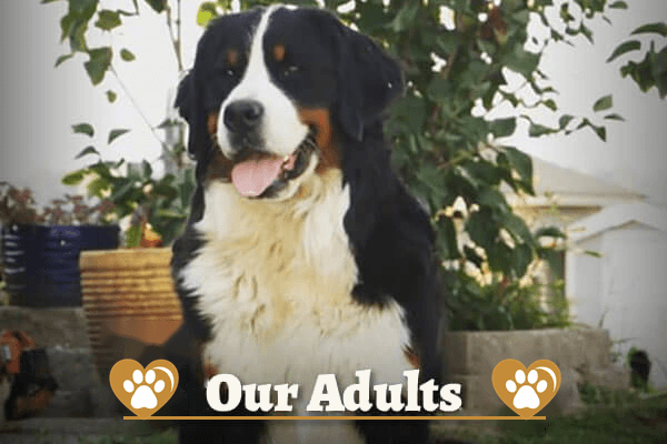 J+B Companion Co Adults
