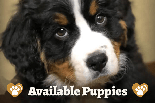 J+B Companion Co Available Puppies