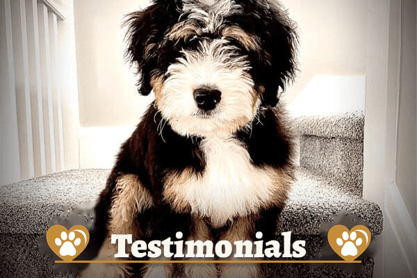 J+B Companion Co Testimonials