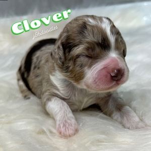 Clover