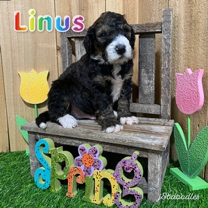 Linus