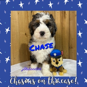 Chase