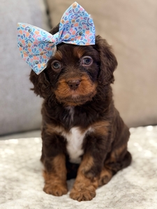 Coco