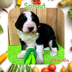 Sprout