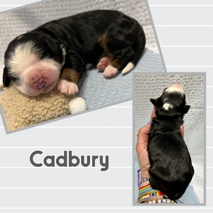 Cadbury