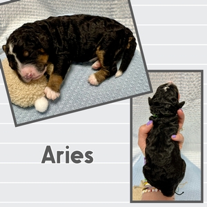 Aries