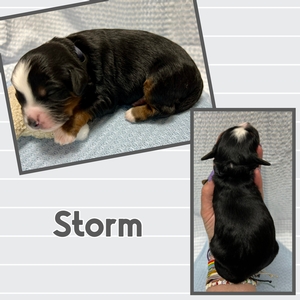 Storm