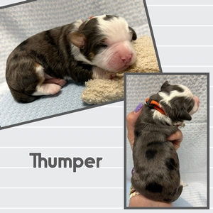 Thumper