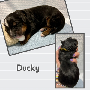 Ducky