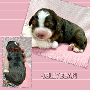 Jellybean