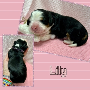 Lily