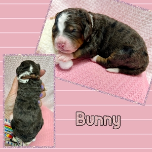 Bunny