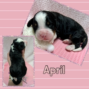 April