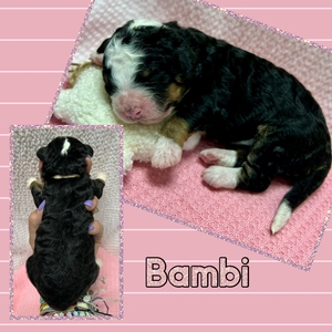 Bambi