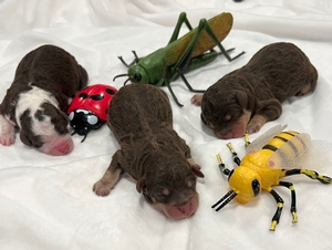 Dolly’s Little Bugs 