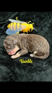 Bumble