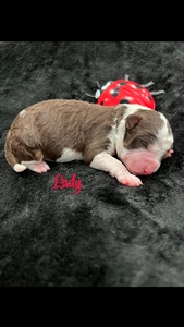 Lady