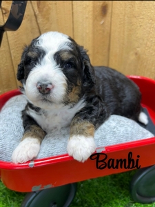 Bambi