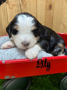 Lily