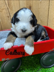 Cadbury