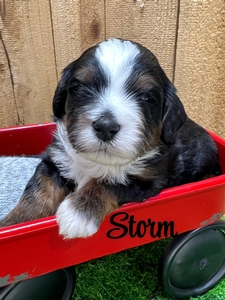 Storm