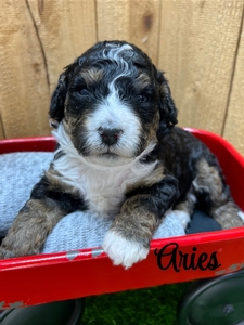 Aries
