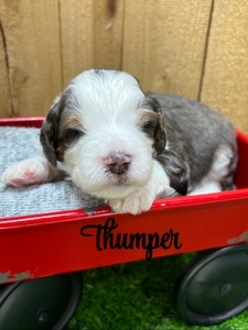 Thumper
