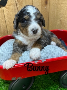Bunny