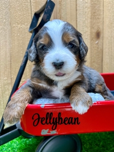 Jellybean