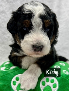 Kirby
