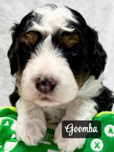 Goomba