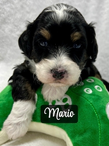 Mario
