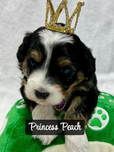 Princess Peach