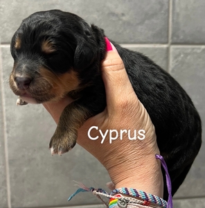 Cyprus
