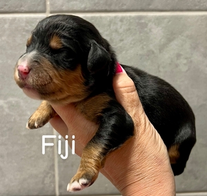 Fiji