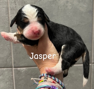 Jasper