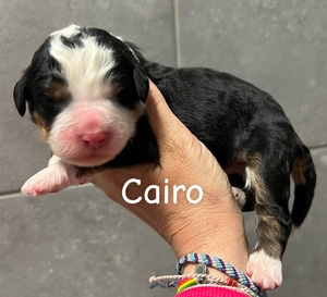 Cairo