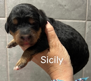 Sicily