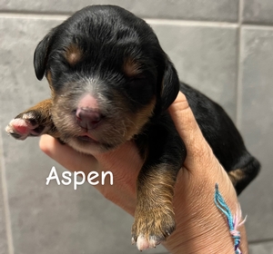 Aspen