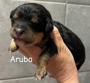 Aruba