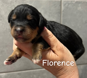 Florence