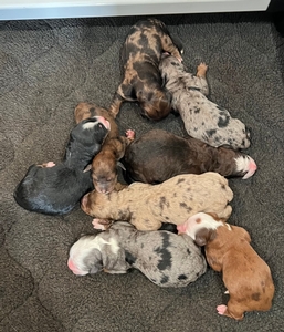 Colorful Cuties