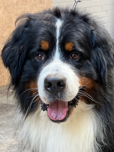 Bernese Mountain Dogs Breed Photo