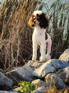 Poodles Breed Photo