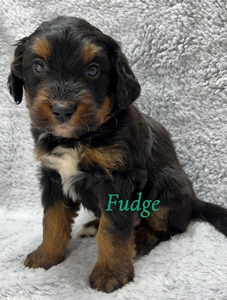 Fudge