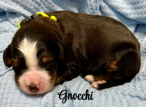 Gnocchi