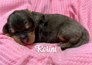 Rotini