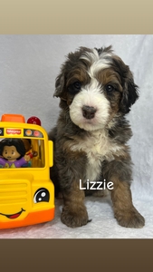 Lizzie