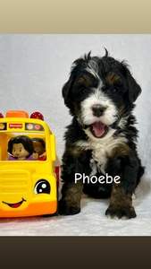 Phoebe