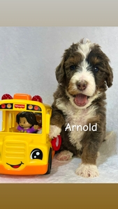 Arnold